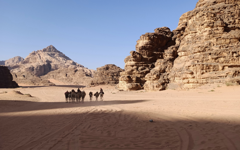 Chameaux et bédouins dans le desert du Wadi Rum